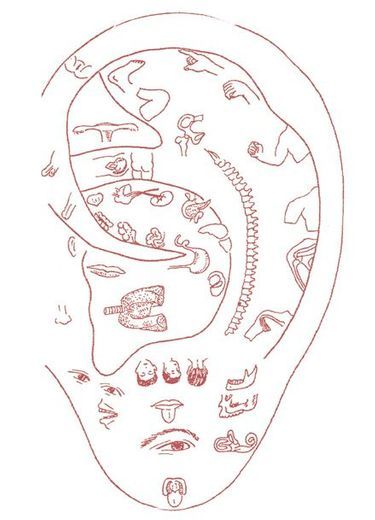 Cartographie des points d'auriculothérapie sur le pavillon de l'oreille