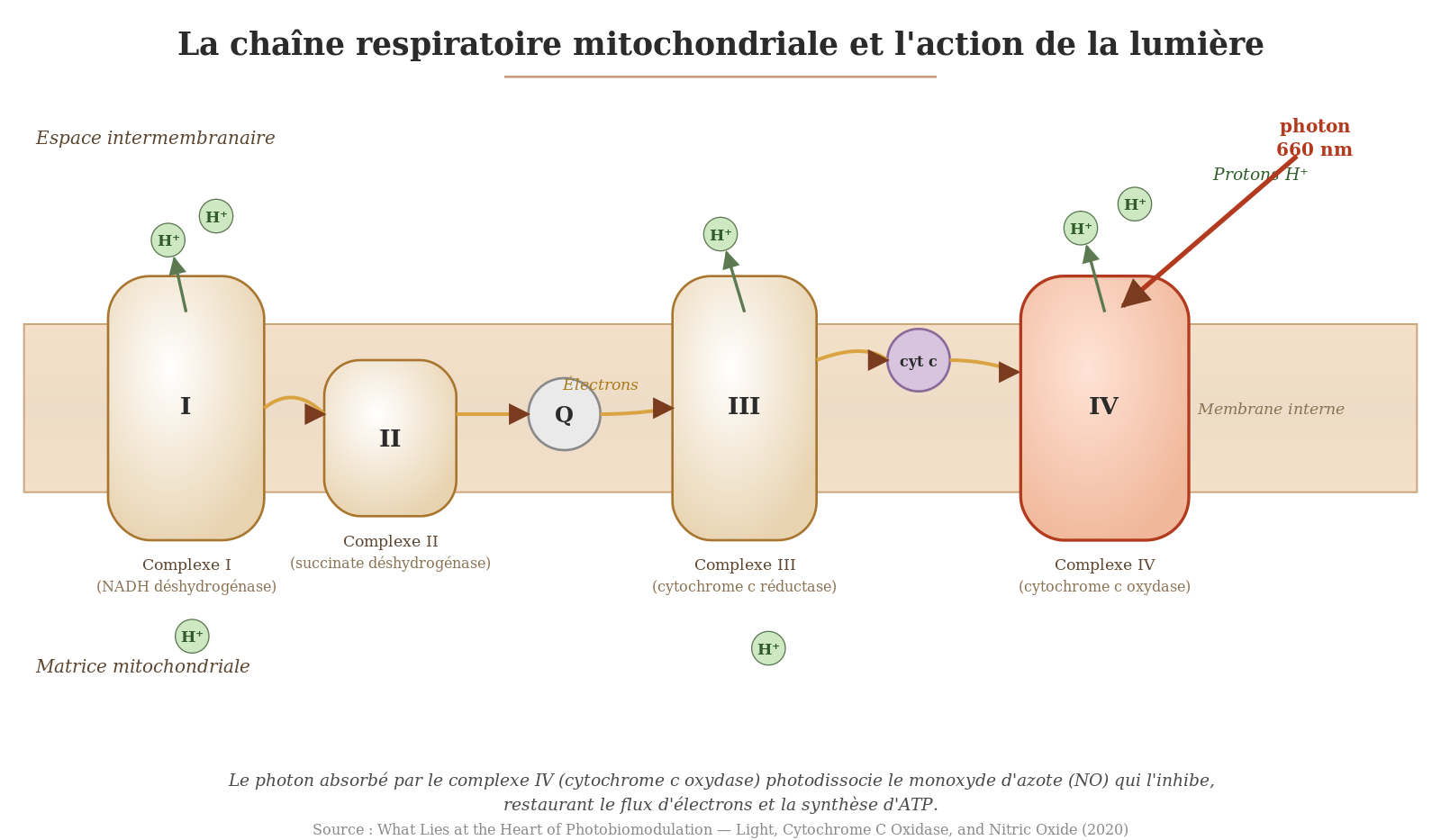 Schéma de la chaîne respiratoire mitochondriale (complexes I à IV) montrant l'absorption d'un photon 660 nm par le complexe IV, cytochrome c oxydase