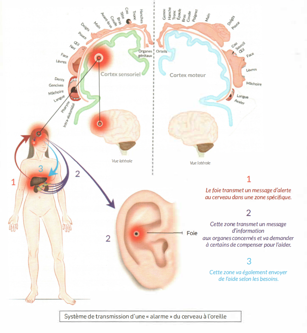 Schéma du mécanisme de transmission d'une alarme du cerveau à l'oreille en auriculothérapie