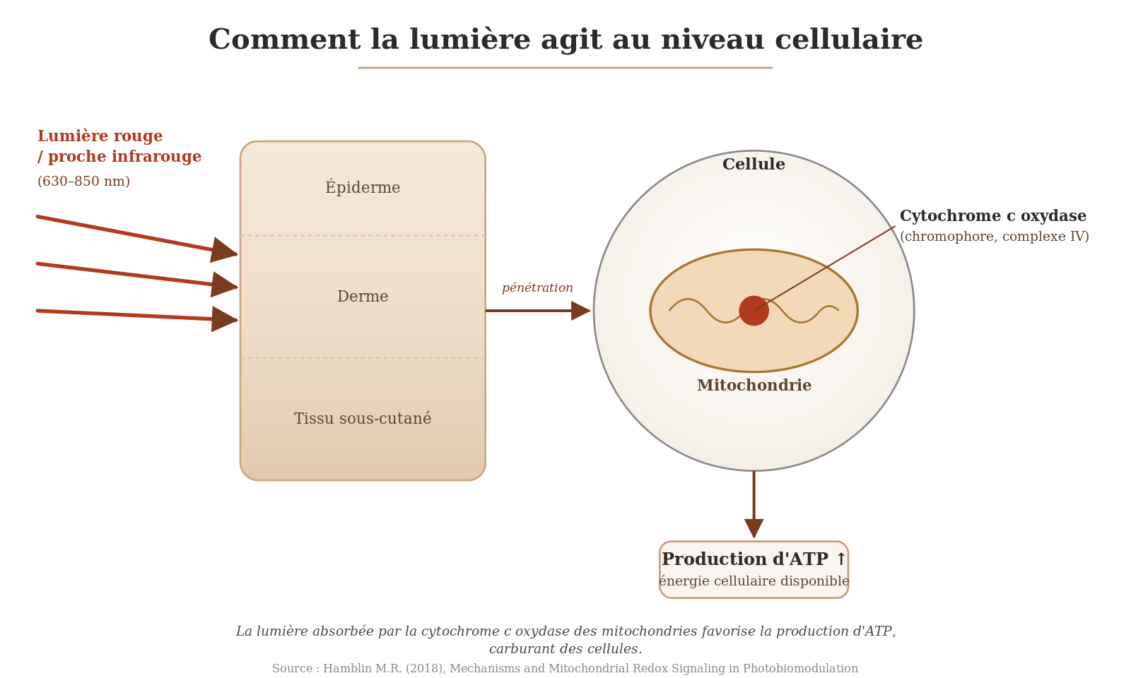 Schéma du mécanisme de la photobiomodulation : la lumière rouge et proche infrarouge traverse la peau et est captée par la cytochrome c oxydase des mitochondries, favorisant la production d'ATP.
